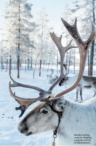  ??  ?? Reindeer getting ready for sleighing, a popular activity at Kakslautta­nen.