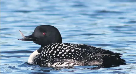  ?? ELAINA LOMERY ?? This loon on a Wisconsin lake was documented by biologist Walter Piper, who initially feared for its survival. But it feeds normally.