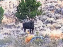  ?? NEVADA DEPARTMENT OF WILDLIFE ?? Moose sightings are increasing in Nevada. Moose hunting is illegal in the state.