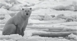  ?? PAUL J. RICHARDS / AFP / GETTY IMAGES FILES ?? A polar bear sits on the ice on Hudson Bay outside of Churchill, Man. One potential strategy to slow global warming could have a too-chilling effect.