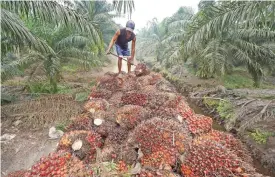  ??  ?? PELALAWAN, RIAU, Indonesia: This file picture taken on September 16, 2015 shows a worker handling palm oil seeds at a plantation area in Pelalawan, Riau province in Indonesia’s Sumatra island. — AFP photos