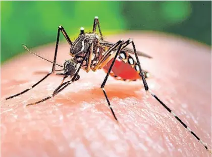  ?? ARCHIVO. ?? El mosquito Aedes aegypti es el transmisor del dengue, zika, chikunguny­a y fiebre amarilla.