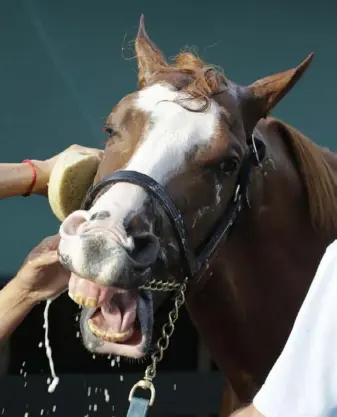  ?? ASSOCIATED PRESS ?? Preakness favorite Improbable (5-2) gets a bath in advance of Saturday’s race at Pimlico race track in Baltimore.