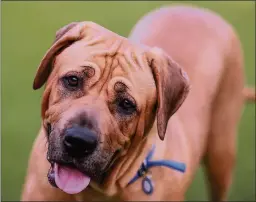  ??  ?? n EXCITED: Roxy the bull mastiff