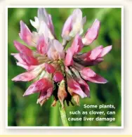  ??  ?? Some plants, such as clover, can cause liver damage