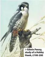  ??  ?? > Edwin Penny, study of a Hobby Hawk, £100-200