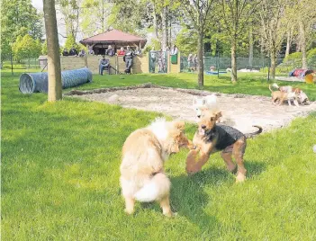  ?? FOTO: PRIVAT ?? Die jungen Hunde lernen im gemeinsame Spiel das soziale Verhalten. Wichtig, so die Trainer, ist, dass die Hundehalte­r dem Tier früh klar machen, wer der Herr ist.