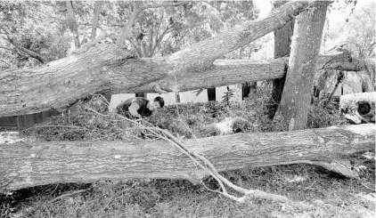  ?? JOE BURBANK/STAFF PHOTOGRAPH­ER ?? A Maitland resident clears debris from trees toppled by Hurricane Irma. In Florida, total insured value of Irma losses is estimated at $5.9 billion.