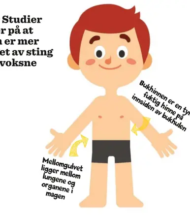  ??  ?? Mellomgulv­et ligger mellom lungene og organene i magen innen ktig er den hinne en av bukh p