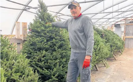  ?? CHRIS CONNNORS/CAPE BRETON POST ?? Kevin Elworthy of Elworthy’s Nature In Bloom Greenhouse on George Street has been cultivatin­g Christmas trees for nearly 40 years.