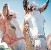  ??  ?? Ron Brewster and Helen Carr keep around 40 heavy horses for clients and have 16 of their own, plus this year’s foals, at their yard at Drumbauchl­y Farm, Methven.