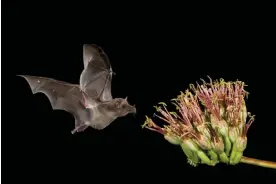  ?? Photograph: Rolf Nussbaumer/Alamy ?? A Mexican long-tongued bat approaches an agave blossom in Tucson, Arizona, in 2006.