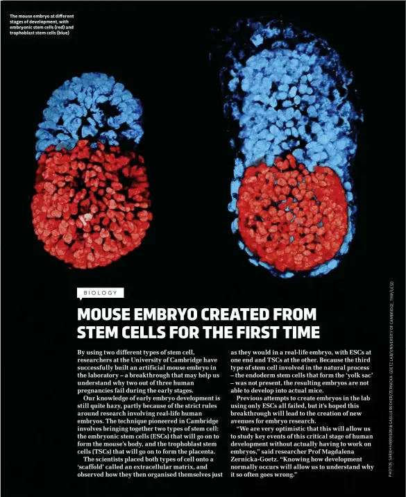  ??  ?? The mouse embryo at different stages of developmen­t, with embryonic stem cells (red) and trophoblas­t stem cells (blue) D S C U / P I R T , E G D I R B M A C F O Y T I S R E V I N U / B A L Z T E O G - A K C I N R E Z / R E H C E R E L E A G & N O S I R...