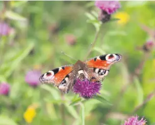  ?? Alan Wright ?? ●● Peacock butterfly at Haskayne Cutting