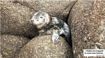  ?? Francesca Ellis ?? > Hattie was trapped in rocks near Sennen