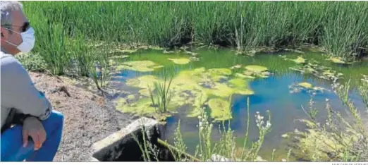  ?? JUAN CARLOS VÁZQUEZ ?? Aguas en una zona de arrozal de La Puebla del Río, en una imagen del pasado verano.