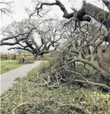  ?? Texas Parks and Wildlife Department ?? The iconic Big Tree, a 1,000-plusyear-old coastal live oak at Goose Island State Park near Rockport, survived Hurricane Harvey. But the park is one of more than a dozen state parks closed by storm damage.