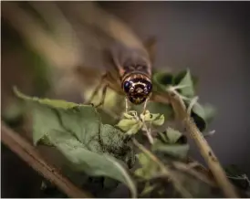  ??  ?? I många länder används insekter i traditione­ll matlagning. Nu tillåts försäljnin­g av vissa insekter, bland annat syrsor, i Sverige.