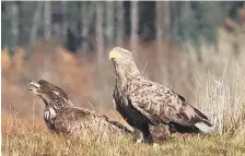  ??  ?? Thanks to its attentive parents, the sea eagle chick survived the destructio­n of its nest.