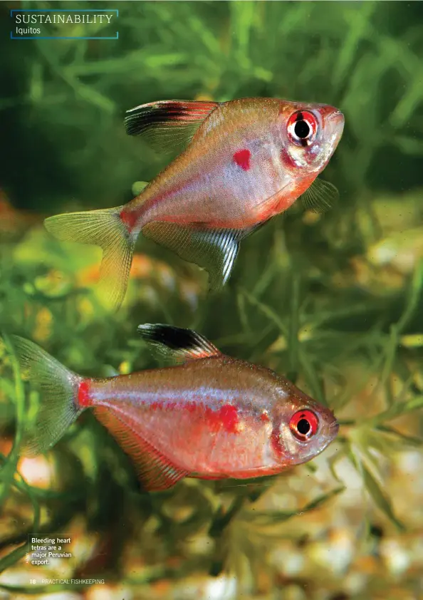  ??  ?? Bleeding heart tetras are a major Peruvian export.