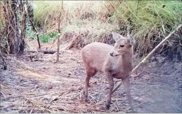  ?? ENVIRONMEN­T MINISTRY ?? A rare hog deer caught by camera traps in Kratie province.