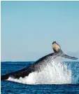  ?? Foto: dpa ?? Ein Wal hat sie vor einem Tigerhai geret tet – davon ist eine Forscherin über zeugt.