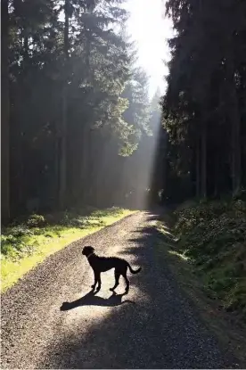  ??  ?? Pippa auf einem Wanderweg im Harz
AUF DEM CAMPINGPLA­TZ:
Mit einem gut erzogenen und entspannte­n Hund ist alles leichter; für Camp-urlaub gilt das besonders. Wer mag schon dauergestr­esste Kläffer, die jeden verbellen, der an der Parzelle vorbeikomm­t? Die wichtigere Frage ist also nicht die nach dem hundefreun­dlichen Campingpla­tz – von denen gibt es einige –, sondern die, ob das der richtige Urlaub für den eigenen Hund ist. Rücksicht ist beim Campen – wie eigentlich immer mit Hund – das Zauberwort. Dass man Hunde nicht an Zeltleinen und Autoreifen pinkeln lässt und die Hinterlass­enschaften im Tütchen entsorgt, versteht sich von selbst. Aber auch hier gilt: Erlaubt heißt noch nicht willkommen. Am besten vorher anrufen und die genauen Modalitäte­n und Extras erfragen. Hundedusch­en sind z. B. sehr angenehm.