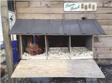  ??  ?? If you see the same hen in the same nest box two days in a row, you probably have a broody hen and should act fast to get her laying again.