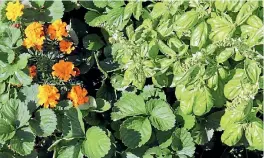  ??  ?? Strawberry plants, marigolds and basil flourish in a garden bed warmed by an old shower door.