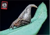  ?? VÍA EL PAÍS ?? Símil. La araña sombrero de Harry Potter mide menos de dos milímetros.