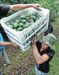 ?? PROVIDED TO CHINA DAILY ?? Farm workers load crates of freshly picked avocados into a truck at a plantation in Tacambaro, in Michoacan state, Mexico, on June 7, 2017.