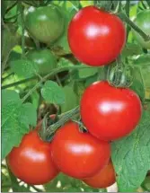  ??  ?? Cherry tomatoes