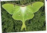  ?? (Image source: Missouri Department of Conservati­on) ?? Female Luna moth resting in the grass. Bright green color and wing markings help her to camouflage and provide protection against predators.