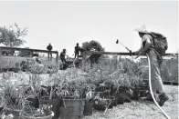  ?? Associated Press ?? ■ Erika Munoz, a crew leader for the Student Conservati­on Associatio­n, waters plants July 17 that will be placed in a butterfly garden at Brazoria National Wildlife Refuge in Lake Jackson, Texas. Munoz said the associatio­n not only gives students an...