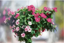  ??  ?? Vinca plants fill a hanging basket.