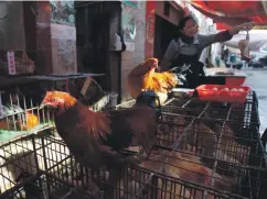  ?? Reuters ?? Guangdong Wen’s Foodstuff currently sells 600 million chickens a year to live markets in China