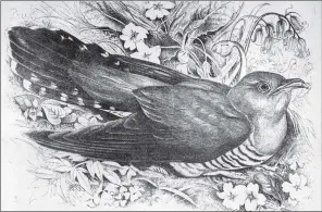  ??  ?? A cuckoo from a sketch by Mrs Hugh Blackburn (1923-1909), who lived at Roshven.