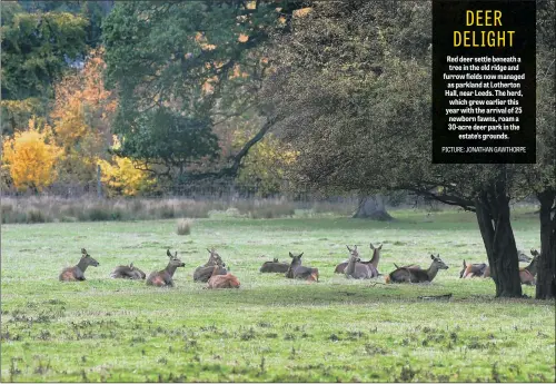  ??  ?? Red deer settle beneath a tree in the old ridge and furrow fields now managed as parkland at Lotherton Hall, near Leeds. The herd, which grew earlier this year with the arrival of 25 newborn fawns, roam a 30-acre deer park in the estate’s grounds.