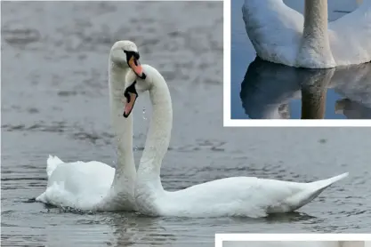  ??  ?? Below: Swans have a beautiful mating ritual and their eggs are large and thick – below right