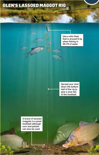  ??  ?? GLEN’S LASSOED MAGGOT RIG
A brace of lassoed maggots is a great hookbait although corn and pellets can also be used
Use a slim float that is around 0.4g when fishing in 5ft-7ft of water
Spread your shot down the bottom half of the rig to give a slow...