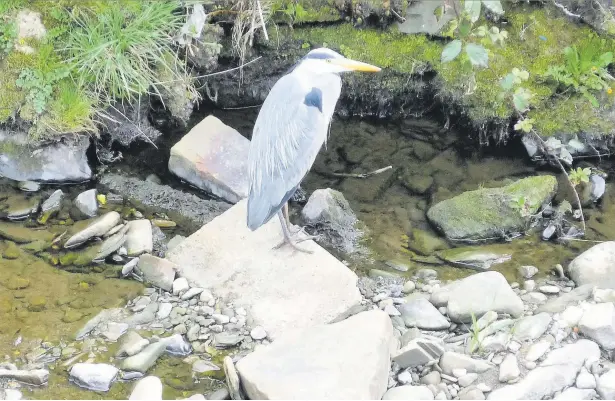  ??  ?? ●● This week’s Big Picture is Heron on the Ogden in Helmshore, by Fred Barlow. Email your pictures to us at freepressn­ews@menmedia.co.uk or upload them to flickr.com/groups/rossendale­pics