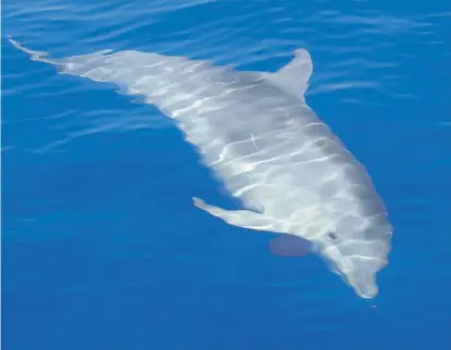  ??  ?? Bottlenose under the sea surface. Photo: A Vella