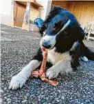  ?? Foto: Jasmin Weiszhar ?? Border Collie Mia ist ein sportliche­r und familienbe­zogener Hund.