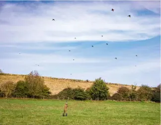  ??  ?? The switch from lead to steel could lead Guns to rethink their limitation­s on range with high birds