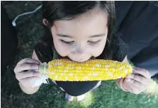  ?? JASON KRYK/FILES ?? Seven-year-old Marlayna Aguilar bites into a cob of corn last August during the Tecumseh Corn Festival. Some of the new features this year will include a corn festival app.