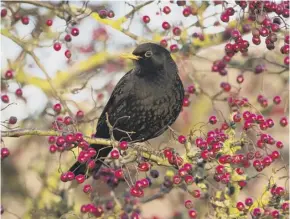  ??  ?? Larger birds including blackbirds enjoy feasting on berries