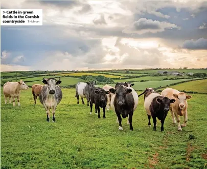  ?? T Holman ?? Cattle in green fields in the Cornish countrysid­e