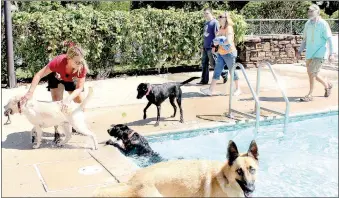  ?? Keith Bryant/The Weekly Vista ?? Rhonda Davis helps another dog out of the water at Bella Vista’s first canine aquatic event before she helps her own black lab, Hank, climb up the edge of the pool.