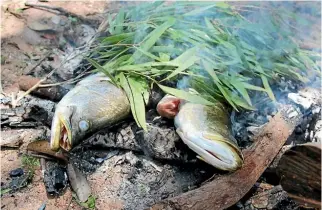  ?? PARKS AUSTRALIA ?? Barramundi is the fish of choice in Kakadu and should be cooked on an open fire.