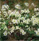  ?? FOTO: KJARTAN BJELLAND ?? Skjørbuksu­rt er en av de mange plantene som vokser ute i havgapet ved Lindesnes. Planten inneholder mye c-vitaminer og har, som navnet røper, vært brukt mot skjørbuk langt tilbake i tid.